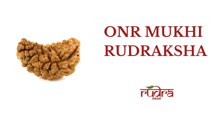 1 Mukhi Rudraksha benefits illustrated with a detailed image of the sacred seed