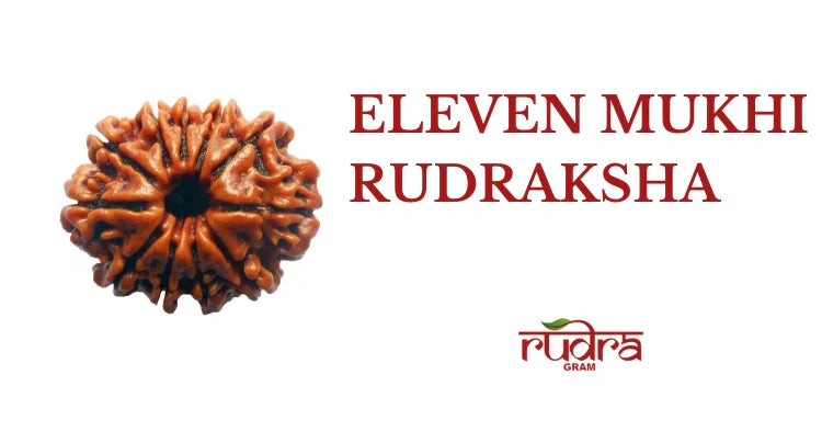 Close-up of an 11 Mukhi Rudraksha highlighting its unique texture and spiritual significance
