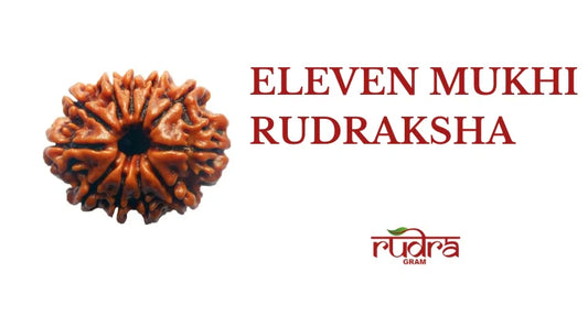 Close-up of an 11 Mukhi Rudraksha highlighting its unique texture and spiritual significance