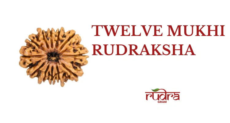Close-up of a 12 Mukhi Rudraksha showcasing its unique texture and features emphasizing 12 Mukhi Rudraksha benefits