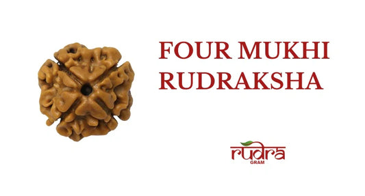 Detailed view of a Four Mukhi Rudraksha showcasing its unique texture and shape, illustrating the benefits of 4 Mukhi Rudraksha
