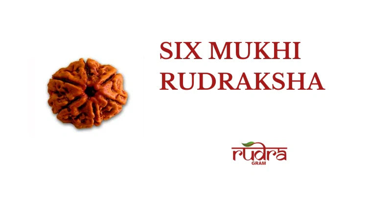 Close-up of a Six Mukhi Rudraksha bead highlighting its unique texture and design for spiritual benefits