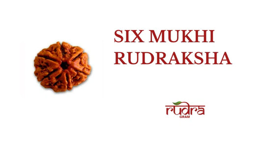 Close-up of a Six Mukhi Rudraksha bead highlighting its unique texture and design for spiritual benefits