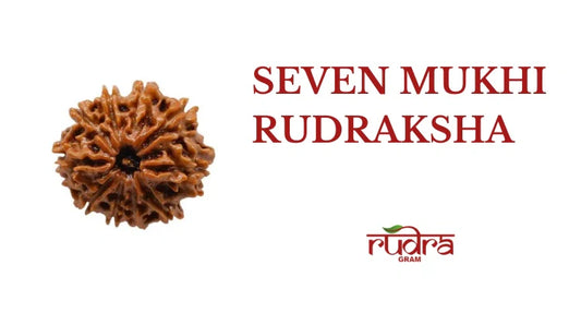 Close-up of a 7 Mukhi Rudraksha highlighting its unique texture and spiritual significance