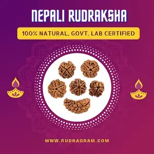 Exclusive collection of natural Nepali Rudraksha beads, showcasing their unique designs and sacred significance