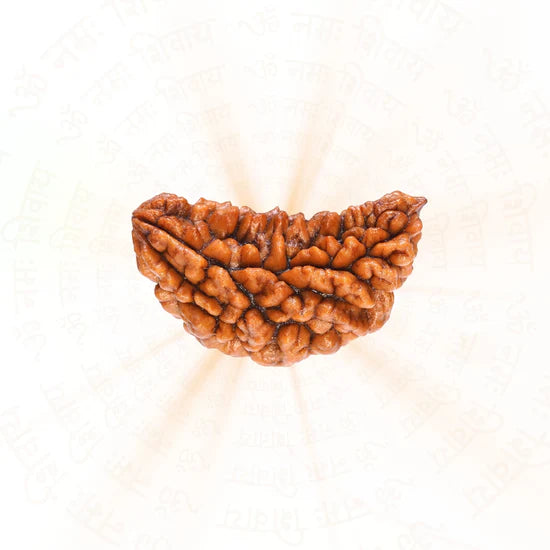 1 Mukhi Rudraksha | 100% Natural & Certified