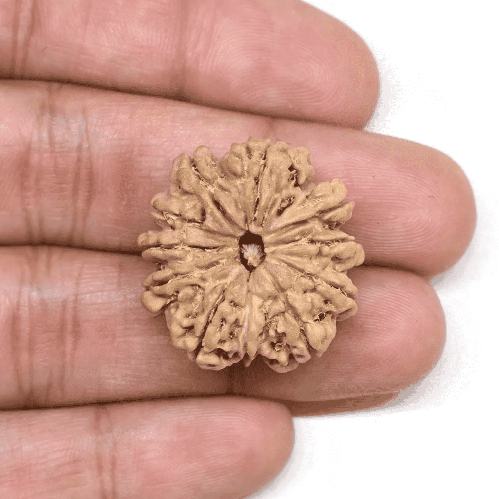 Natural 10 Mukhi Rudraksha in a person's hand showcasing its unique texture and features