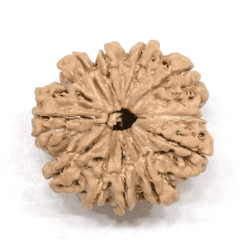 Natural 10 Mukhi Rudraksha bead with unique texture, ideal for spiritual practices and meditation