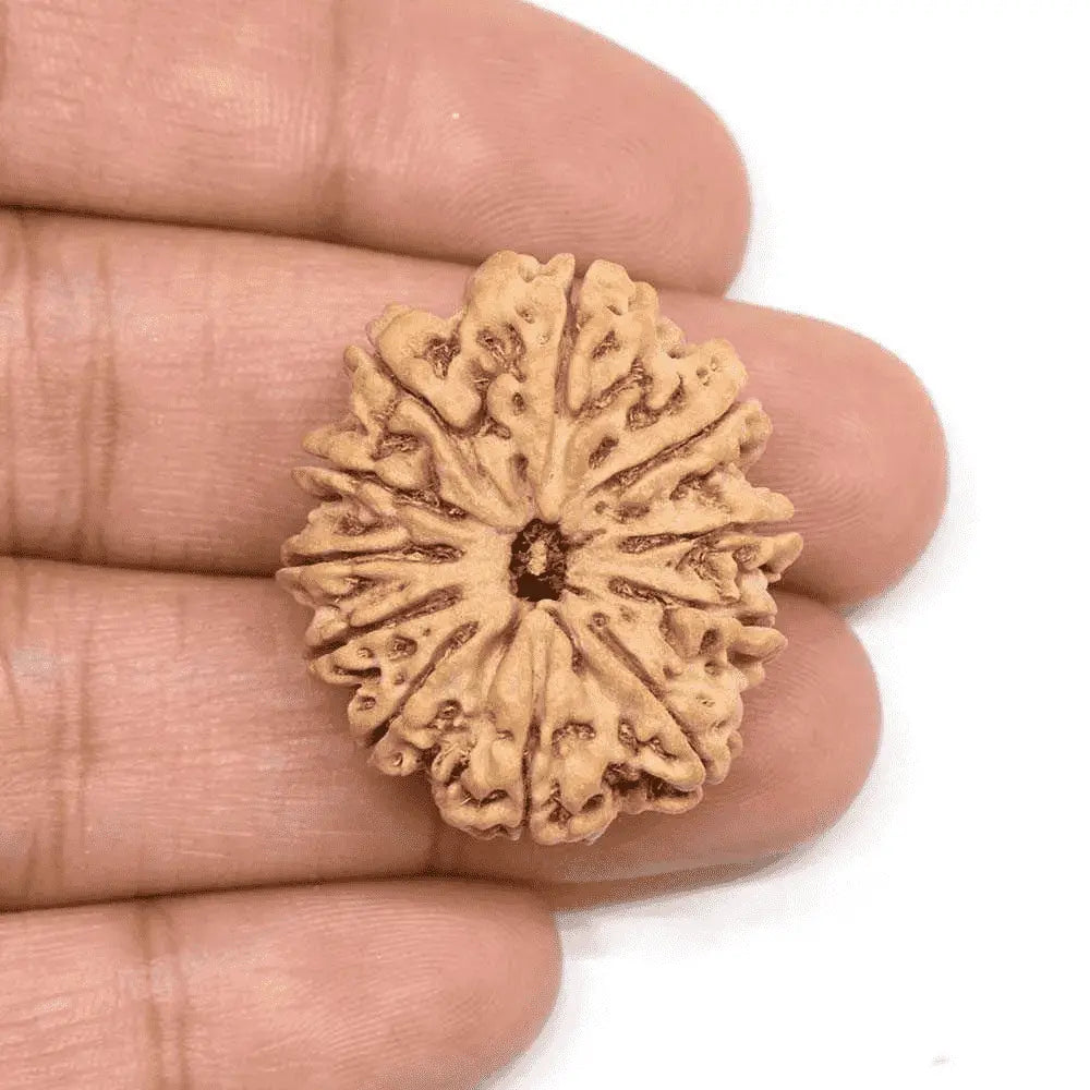 Natural 11 Mukhi Rudraksha shown in hand, featuring distinct texture and shape