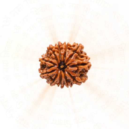 11 Mukhi Rudraksha - 100% Natural & Certified by RudraGram
