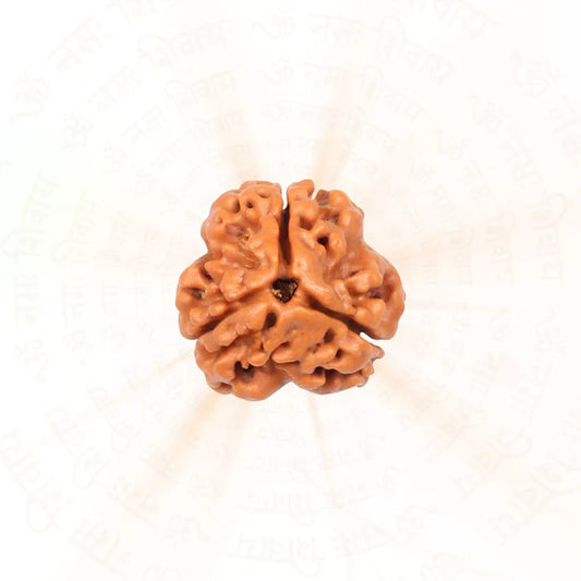 3 મુખી રુદ્રાક્ષ - 100% કુદરતી અને પ્રમાણિત