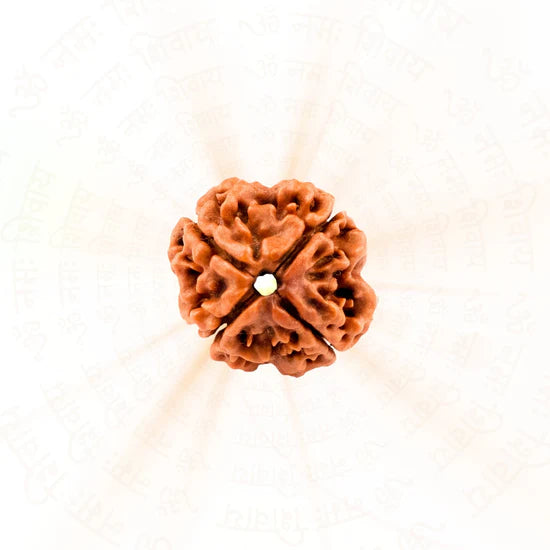 4 Mukhi Rudraksha - 100% Natural, Govt. Lab Certified