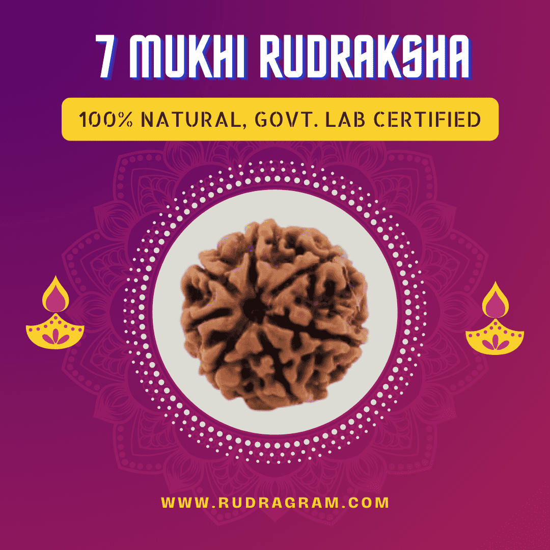 7 Mukhi Rudraksha in natural brown color, 100% natural and government lab certified