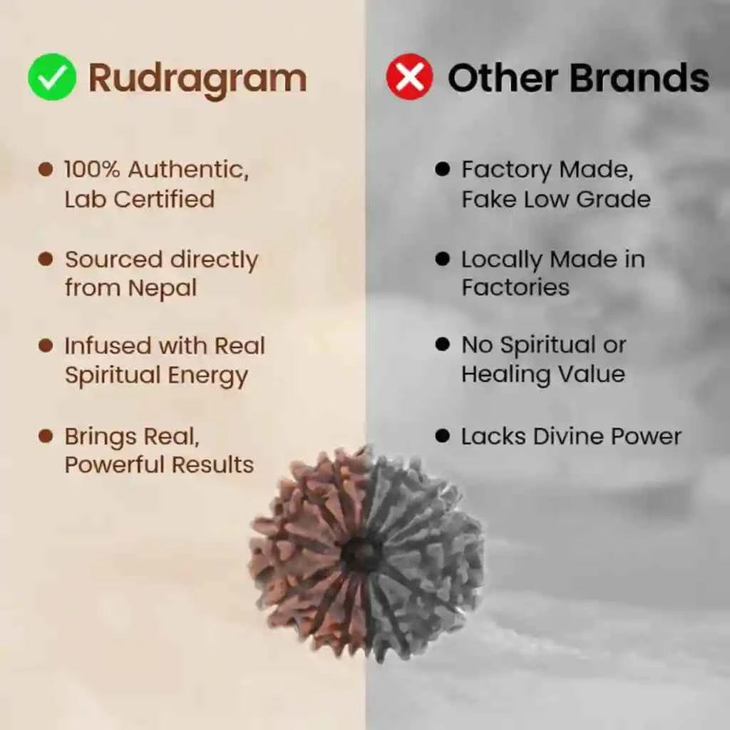 Nepal Origin 14 Mukhi Rudraksha - 17mm to 22mm