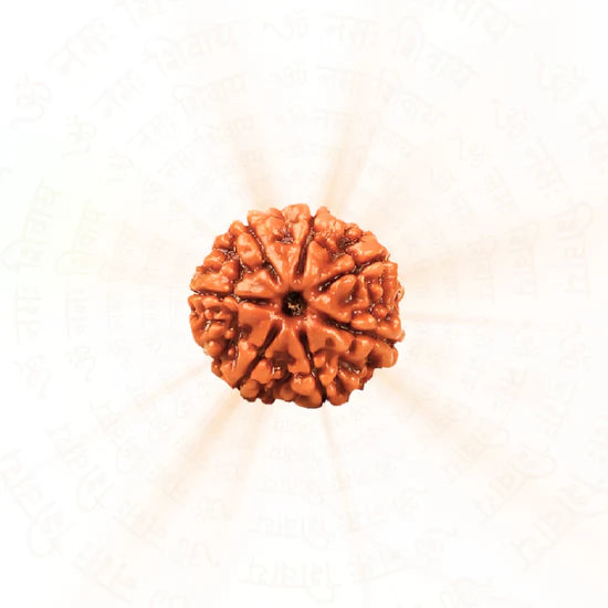 7 Mukhi Rudraksha | 100% Natural & Certified