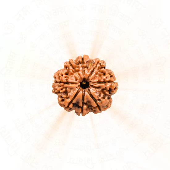 8 Mukhi Rudraksha - 100% Natural & Certified