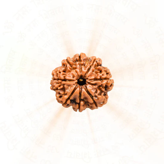 8 મુખી રુદ્રાક્ષ - 100% કુદરતી અને પ્રમાણિત