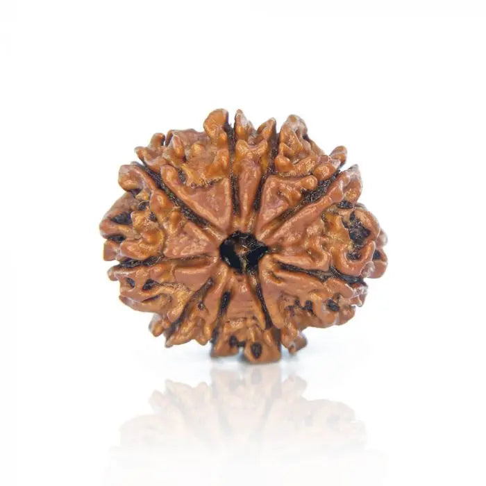 Natural 9 Mukhi Rudraksha Bead for Spiritual Practices and Meditation
