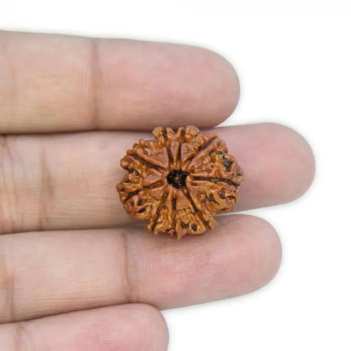 Close-up of a 9 Mukhi Rudraksha bead held between fingers showcasing its natural texture and features