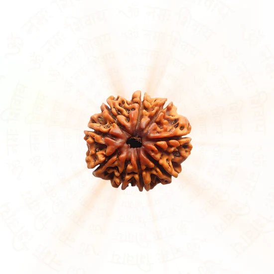 9 Mukhi Rudraksha | 100% Natural & Certified