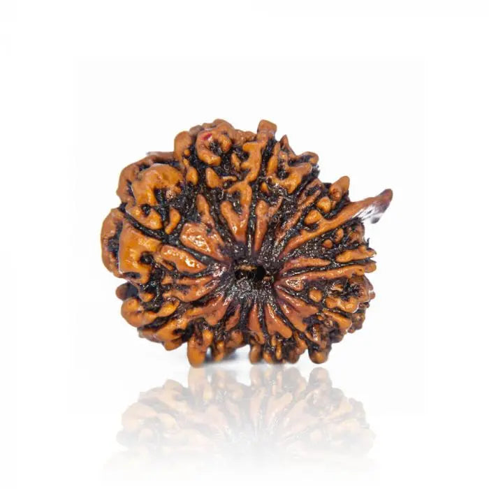 Authentic 13 Mukhi Rudraksha from RudraGram, perfect for spiritual practices, buy 13 Mukhi Rudraksha online.