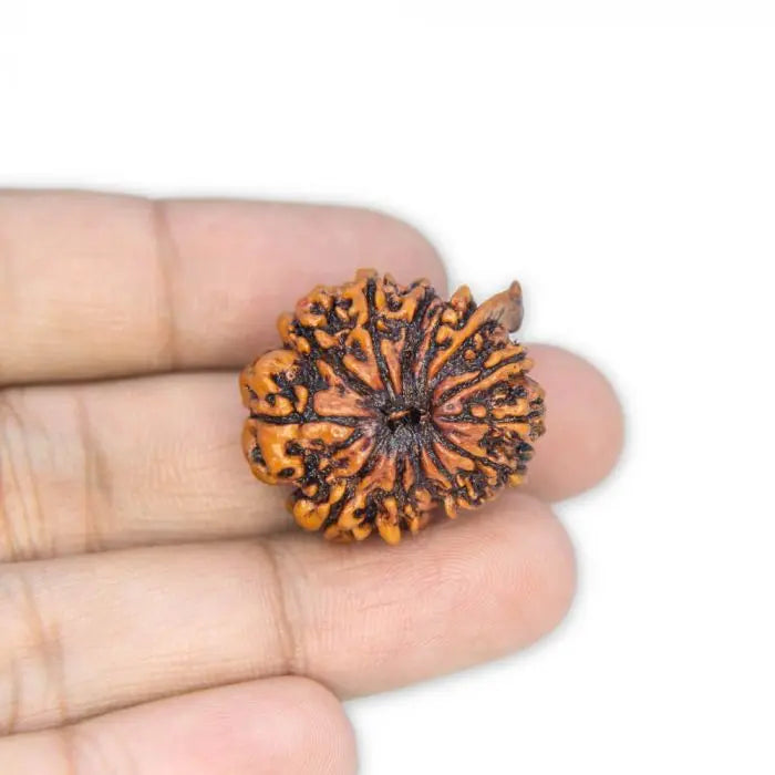 Hand holding a 13 Mukhi Rudraksha bead, perfect to buy 13 Mukhi Rudraksha online for spiritual benefits