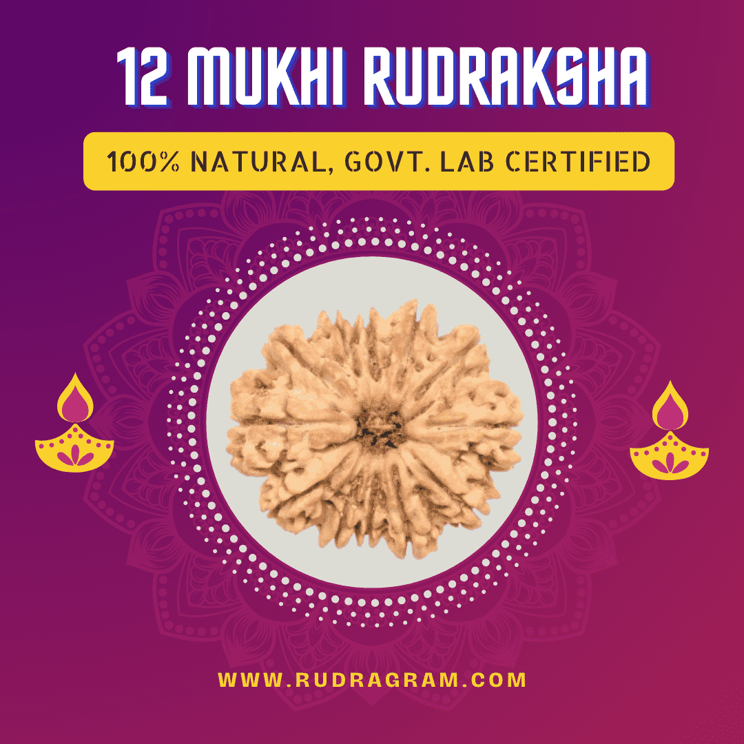 12 Mukhi Rudraksha bead, 100% natural and government lab certified to buy original 12 Mukhi Rudraksha