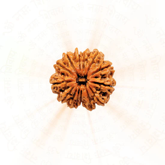 Buy original 12 Mukhi Rudraksha for spiritual benefits and meditation practices