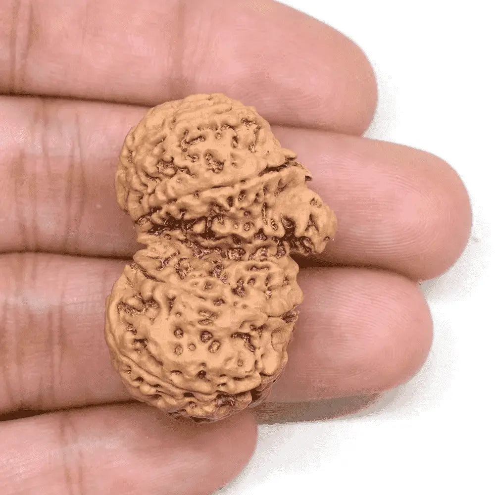 Gauri Shankar Rudraksha displayed in hand, showcasing its unique shape and texture.