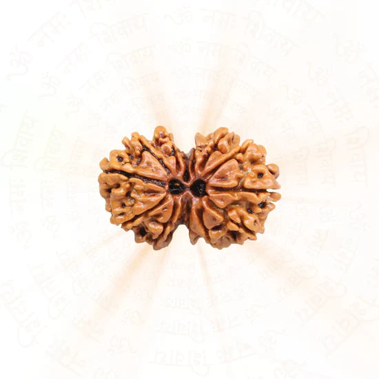 Gauri Shankar Rudraksha - 100% Natural & Certified