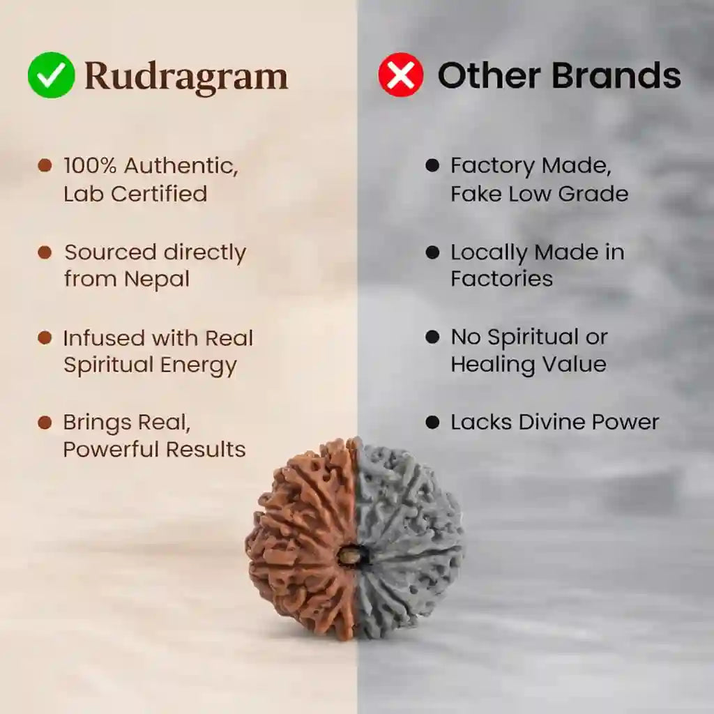 Natural 11 Mukhi Rudraksha Bead