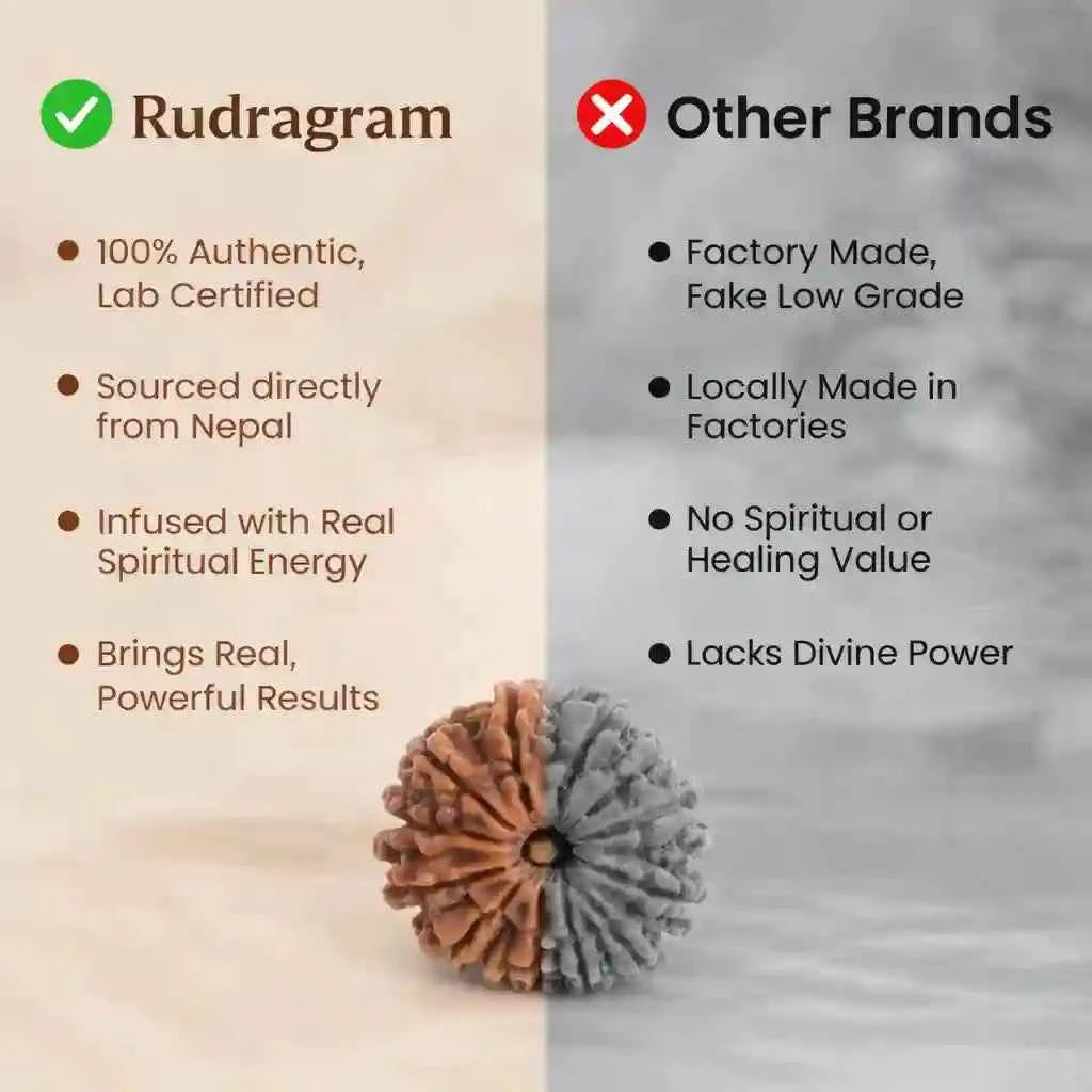 Nepal Origin 12 Mukhi Rudraksha - 17mm to 22mm