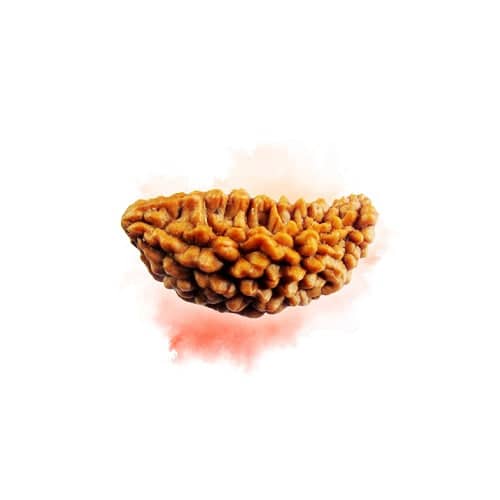 Natural 1 Mukhi Rudraksha bead known for its spiritual significance and unique texture