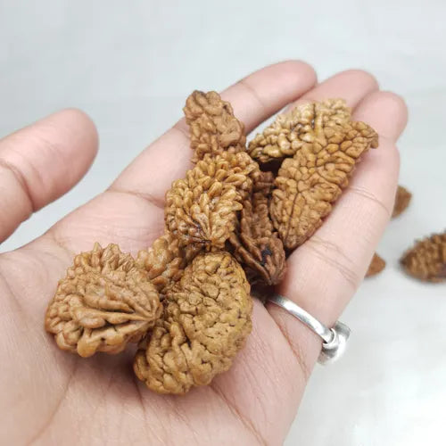 Hand holding several 1 Mukhi Rudraksha beads showcasing their natural textures and earthy colors