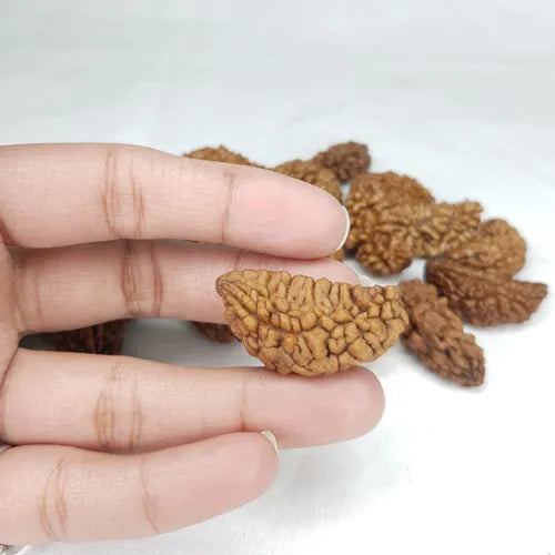 Hand holding a unique 1 Mukhi Rudraksha bead for spiritual healing and meditation