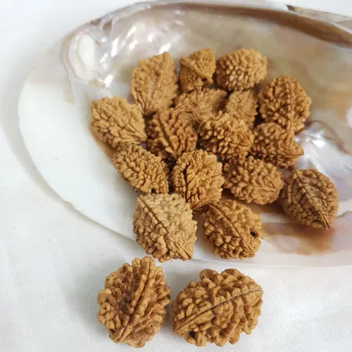 2 Mukhi Rudraksha beads arranged on a shell, showcasing their unique texture and shape