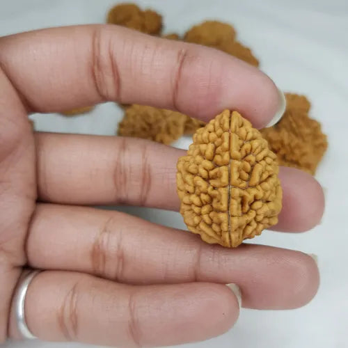 Natural 2 Mukhi Rudraksha held in hand, exhibiting intricate texture and earthy color for spiritual use