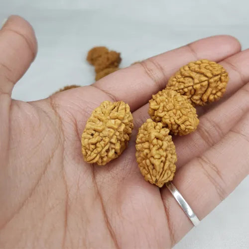 Hand holding multiple 2 Mukhi Rudraksha beads with natural texture and features for spiritual use
