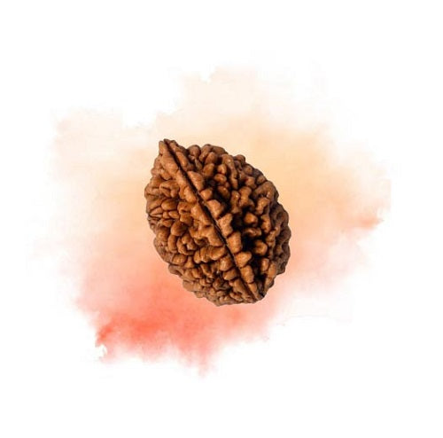 Natural 2 Mukhi Rudraksha bead showcasing its unique texture and shape for spiritual practices