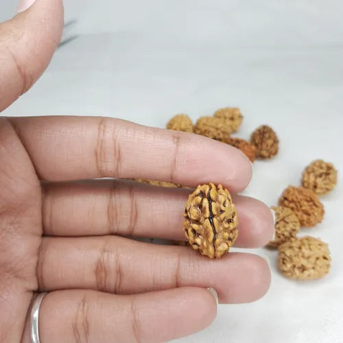 3 Mukhi Rudraksha