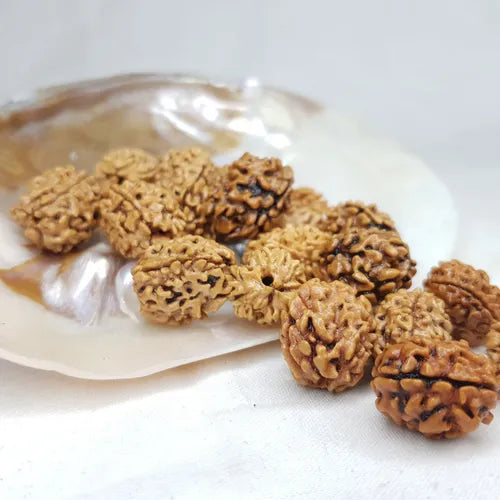 3 Mukhi Rudraksha