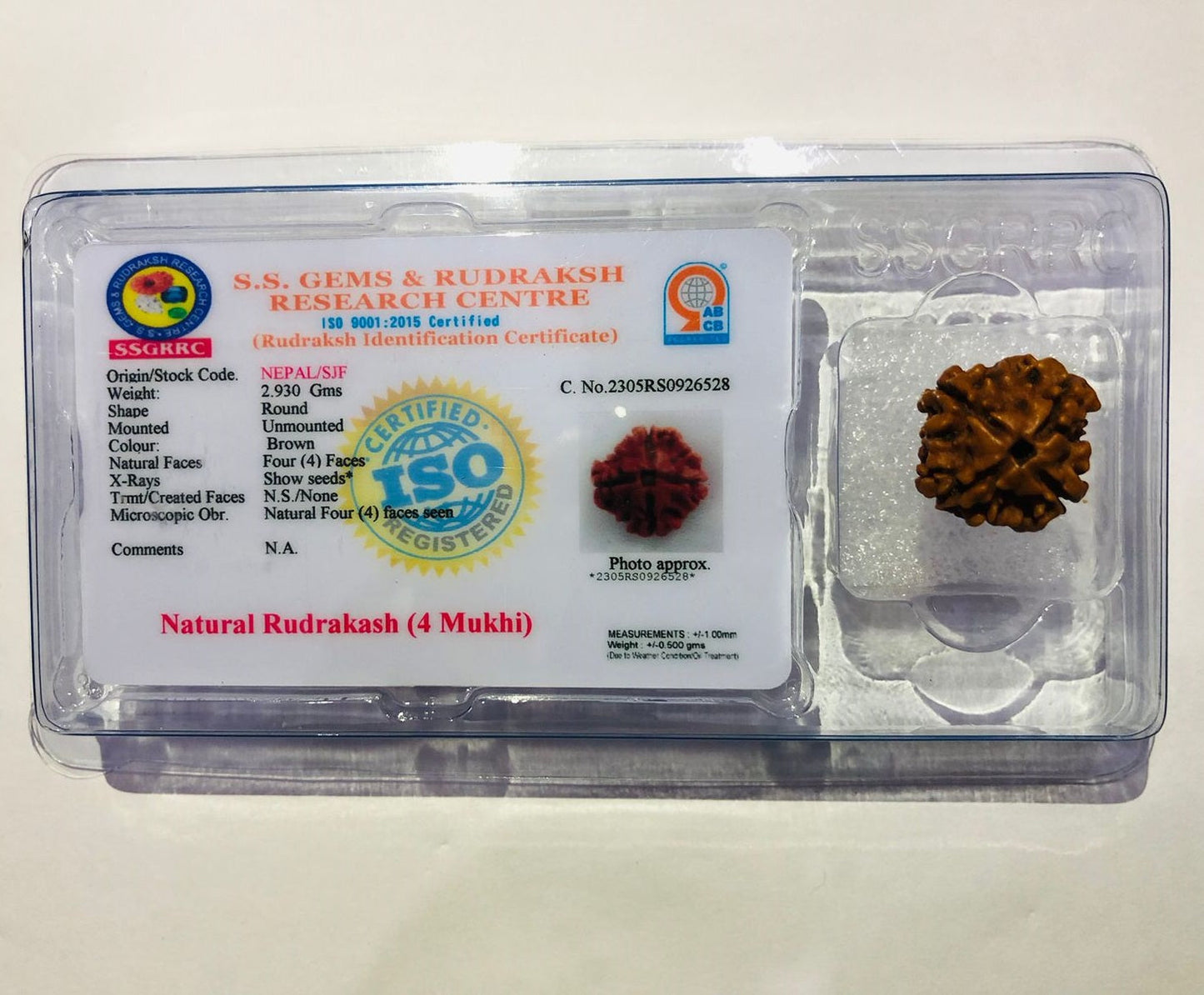 4 Mukhi Rudraksha in a certified display case for spiritual practices and meditation
