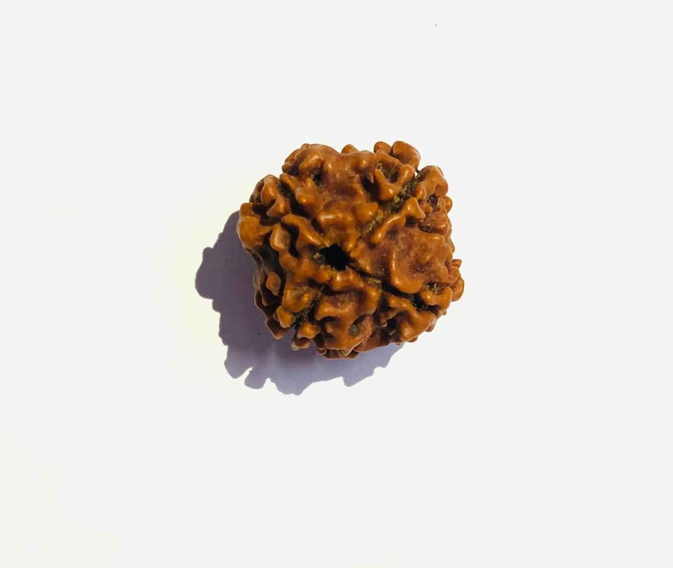 Natural 4 Mukhi Rudraksha from RudraGram with unique texture and shape for spiritual practices