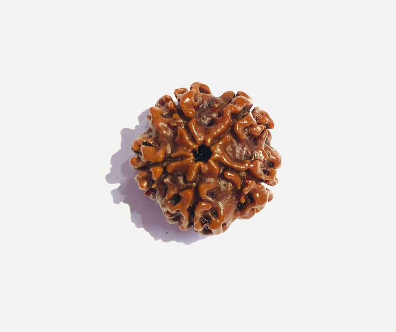 Natural 5 Mukhi Rudraksha for spiritual practice and meditation, enhancing peace and wellbeing