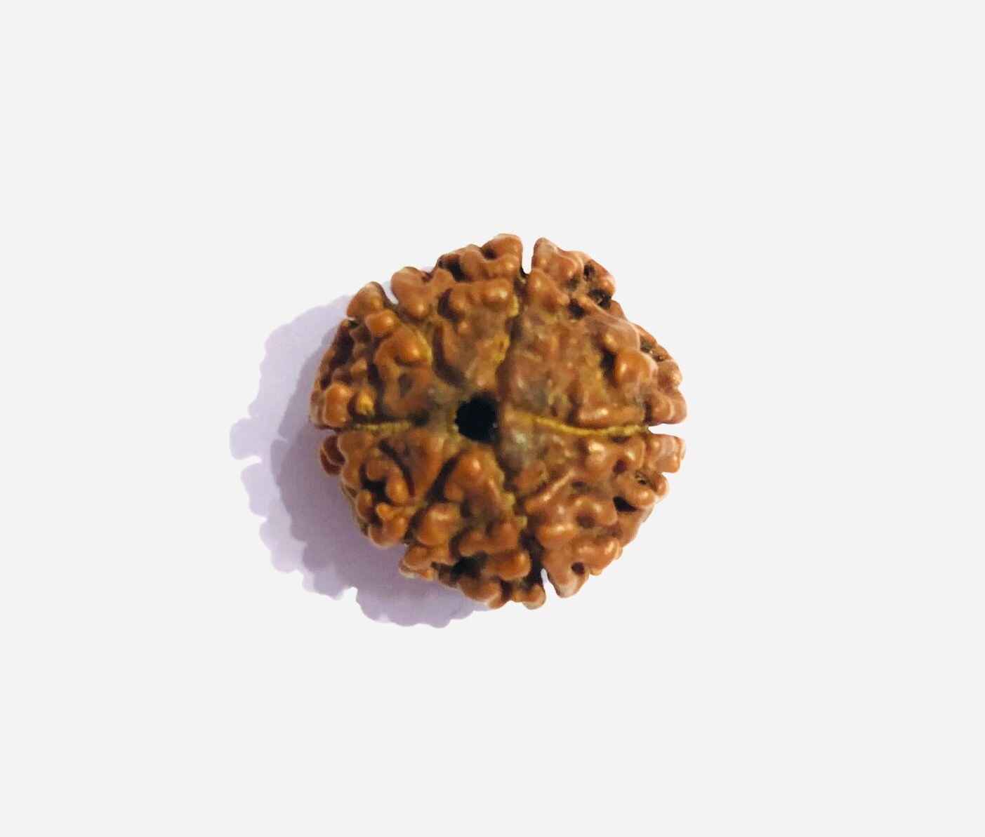 Natural 6 Mukhi Rudraksha Bead with Unique Texture for Spiritual and Healing Practices