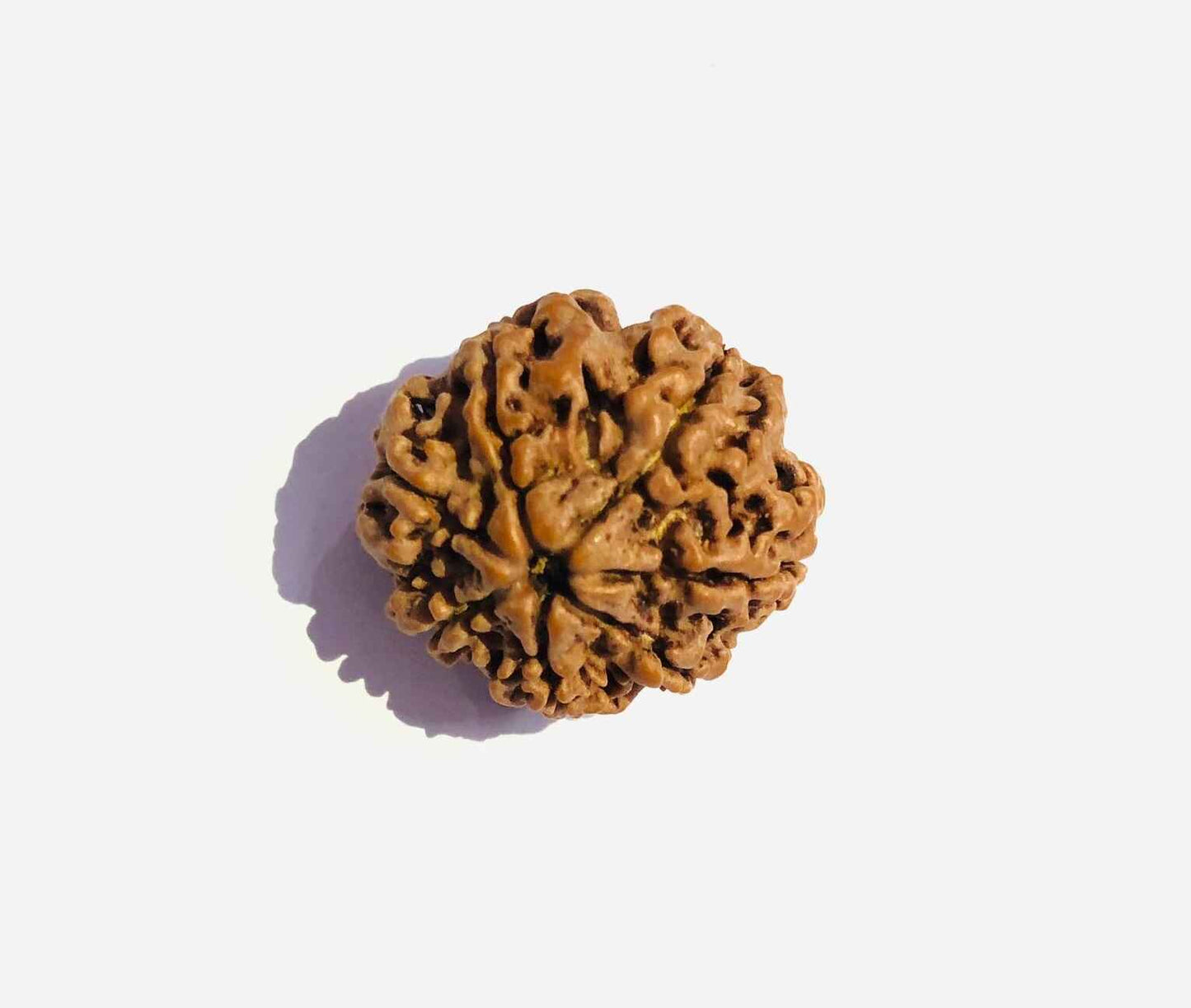 Authentic 7 Mukhi Rudraksha bead with distinctive texture and natural appearance for spiritual use