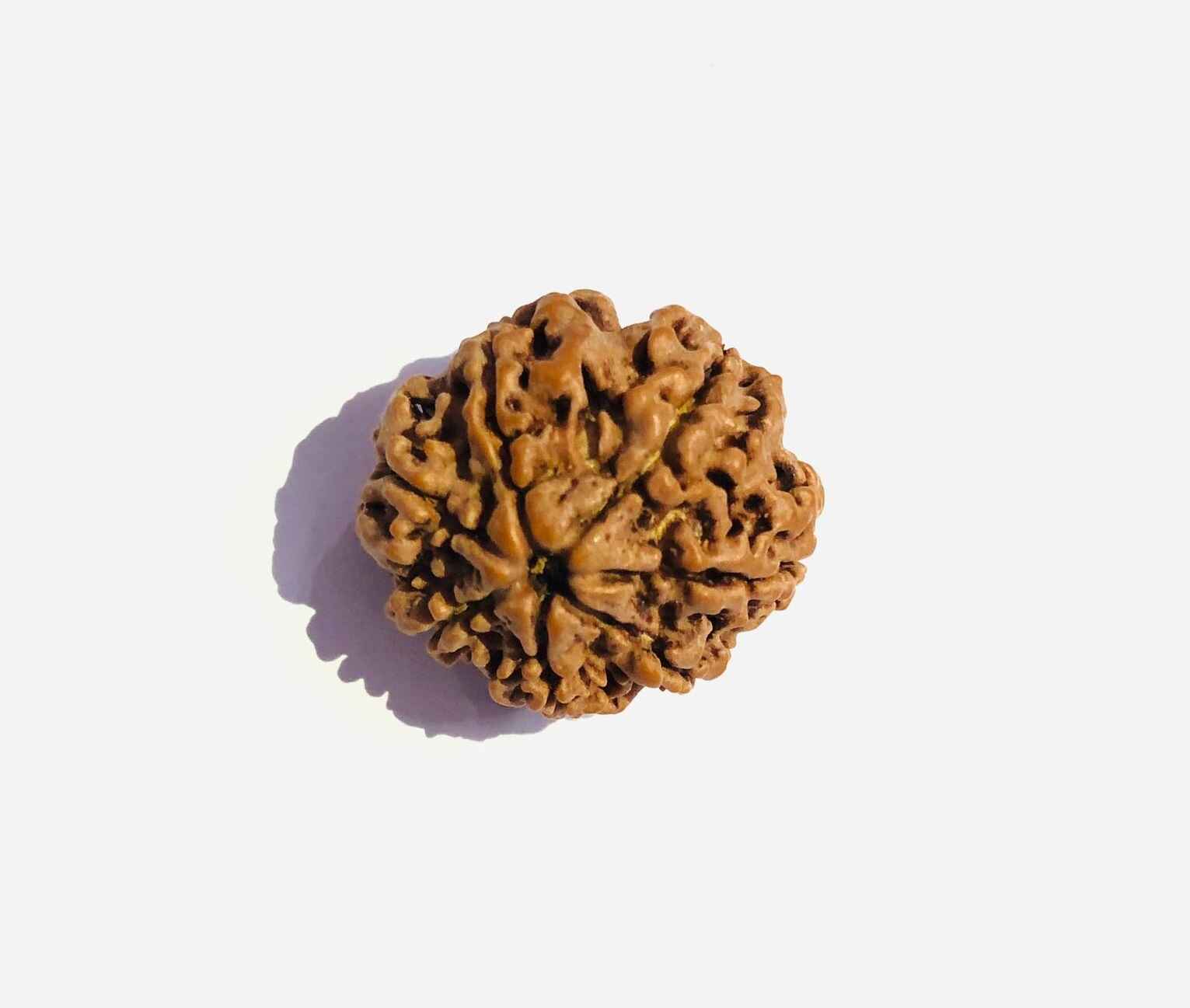 Authentic 7 Mukhi Rudraksha bead with distinctive texture and natural appearance for spiritual use