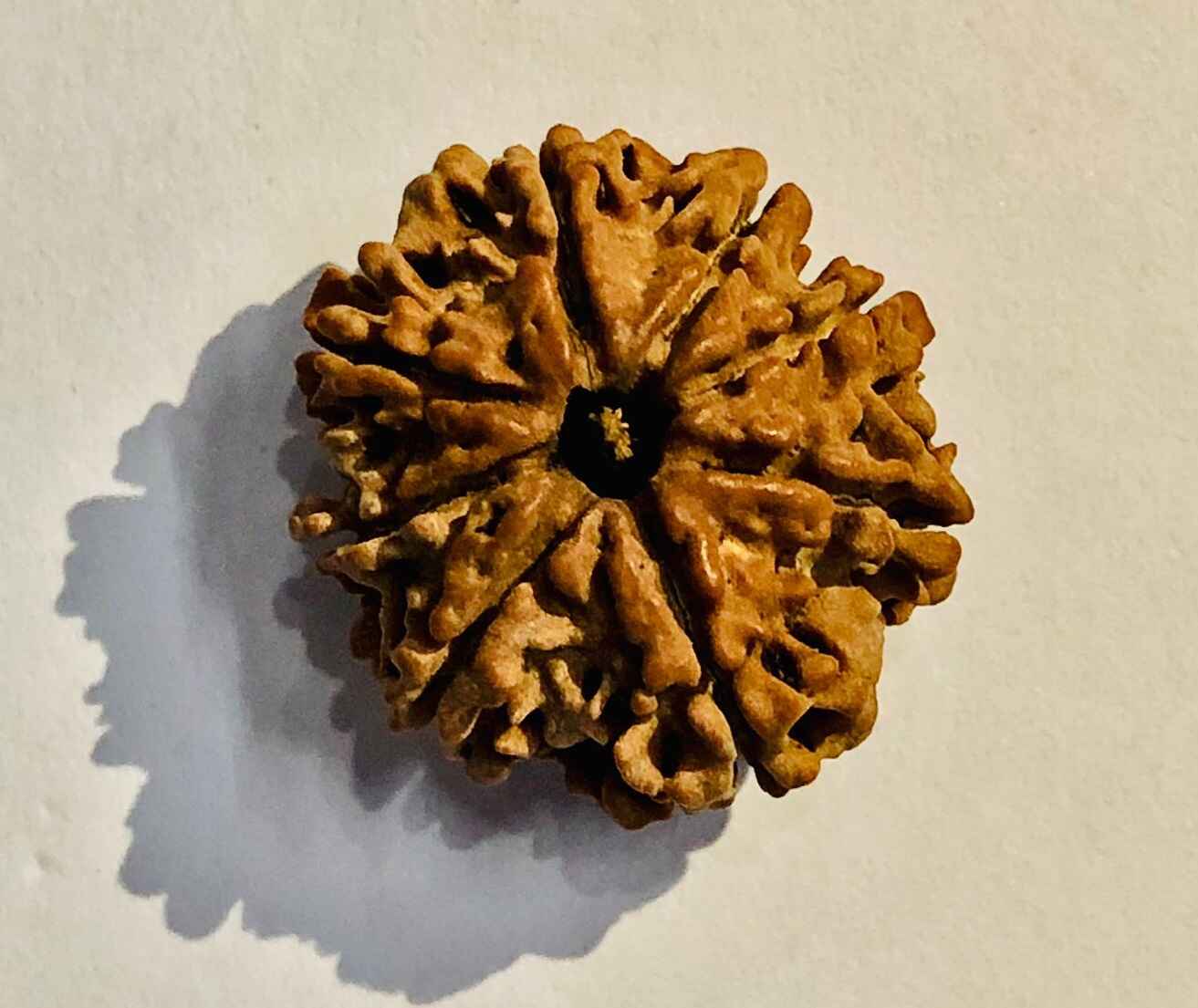 Natural 8 Mukhi Rudraksha beads known for their spiritual benefits and unique appearance