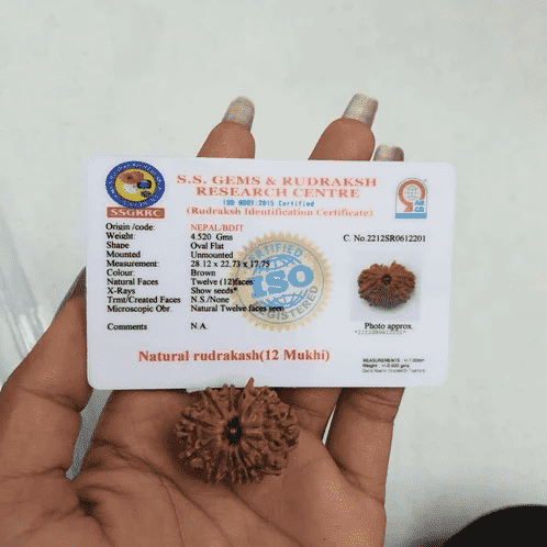 Hand holding a 12 Mukhi Rudraksha with an identification certificate, buy original 12 Mukhi Rudraksha
