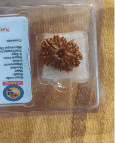 Original 12 Mukhi Rudraksha in a transparent packaging, perfect for spiritual practices. Buy original 12 Mukhi Rudraksha.